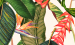 Color Image