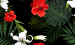 Color Image