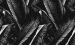 Color Image