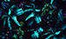 Color Image