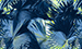 Color Image